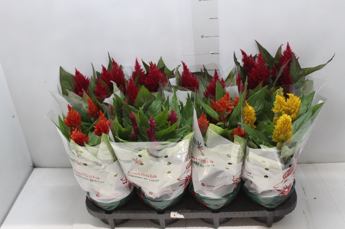 <h4>CELOSIA P14 VARIADO</h4>