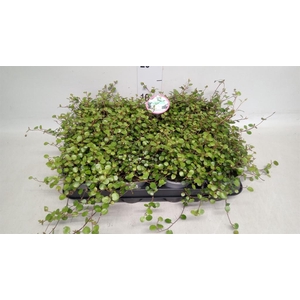 Muehlenbeckia com. 'Mao'ri'