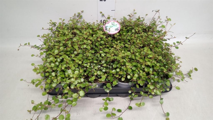 <h4>Muehlenbeckia com. 'Mao'ri'</h4>