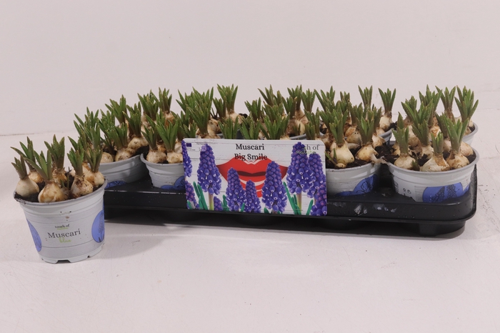 <h4>MUSCAR BIG SMILE</h4>