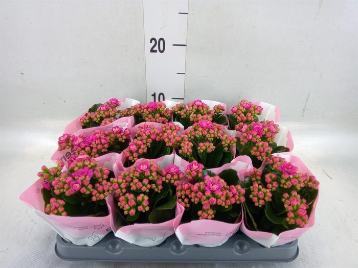 <h4>Kalanchoe   ...mini</h4>