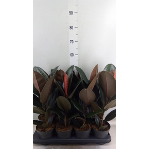 Ficus elastica 'Abidjan'