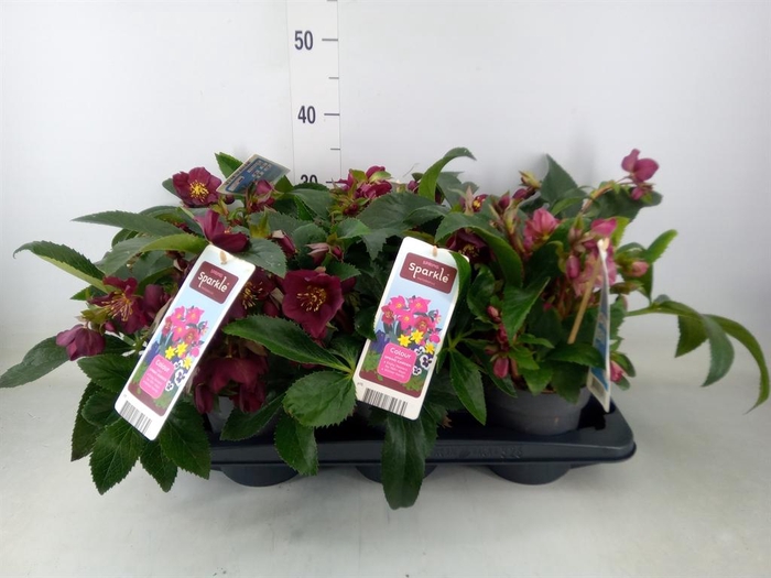 <h4>Helleborus   ...</h4>