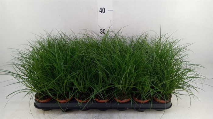 <h4>Carex brunnea</h4>
