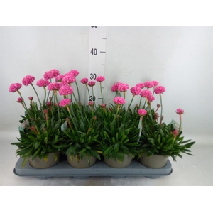 Armeria pseud. 'Dreameria Daydream'