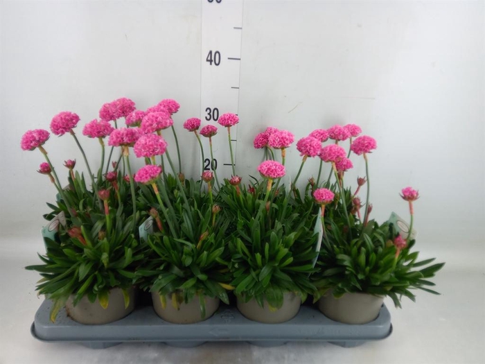 <h4>Armeria pseud. 'Dreameria Daydream'</h4>
