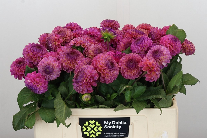 <h4>Dahlia Caitlin's Joy</h4>