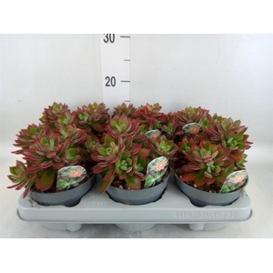 Echeveria pulvinata 'Devotion'