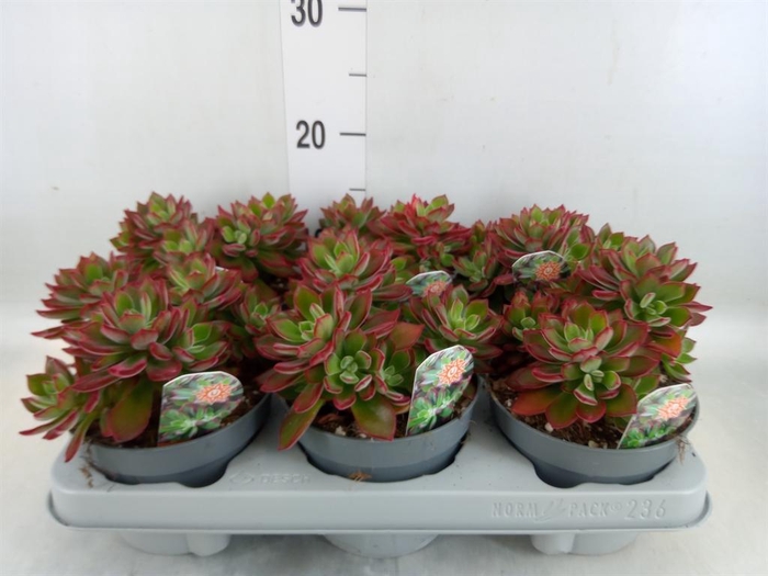 <h4>Echeveria pulvinata 'Devotion'</h4>