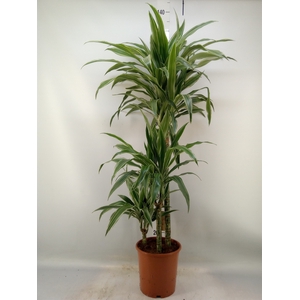 Dracaena fr de 'Warneckei'