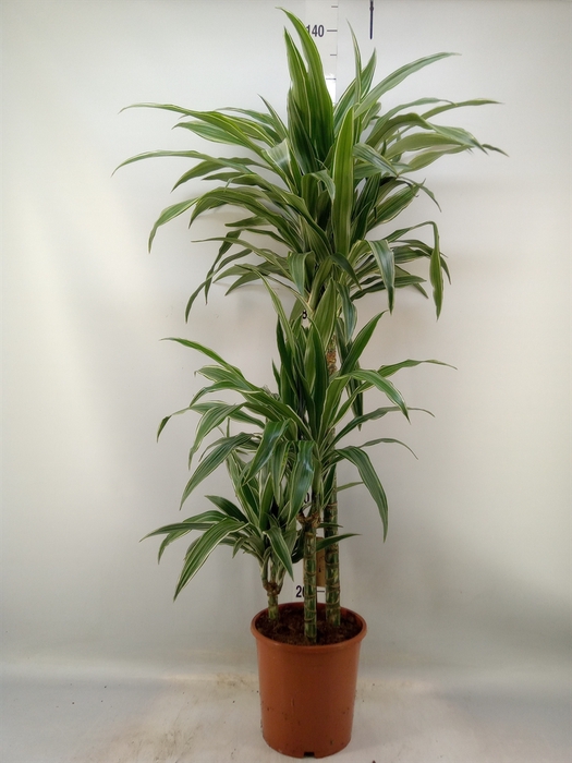 <h4>Dracaena fr de 'Warneckei'</h4>
