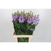 Matthiola Iron Marine