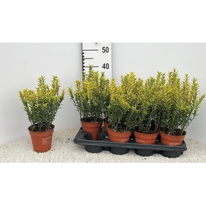 EUONYMUS JA M AUREOV