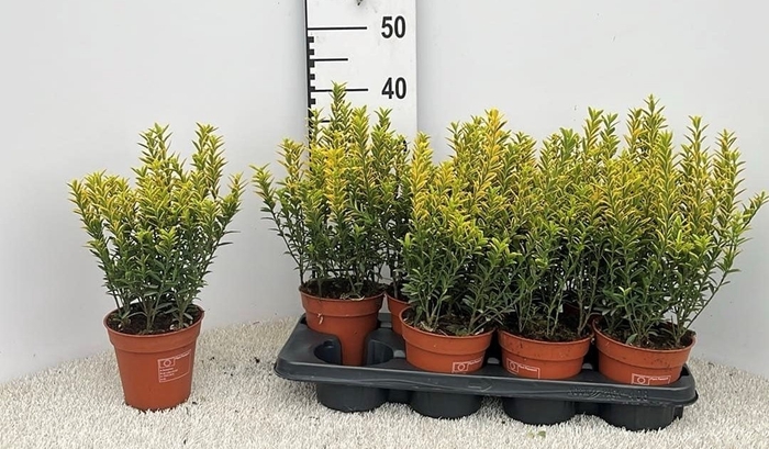 <h4>EUONYMUS JA M AUREOV</h4>