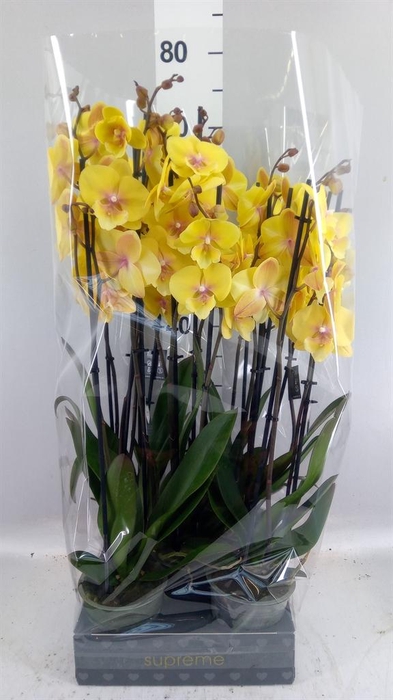 <h4>Phalaenopsis  'Manta Palau'</h4>