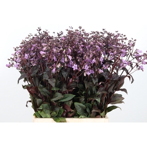 Penstemon Overig