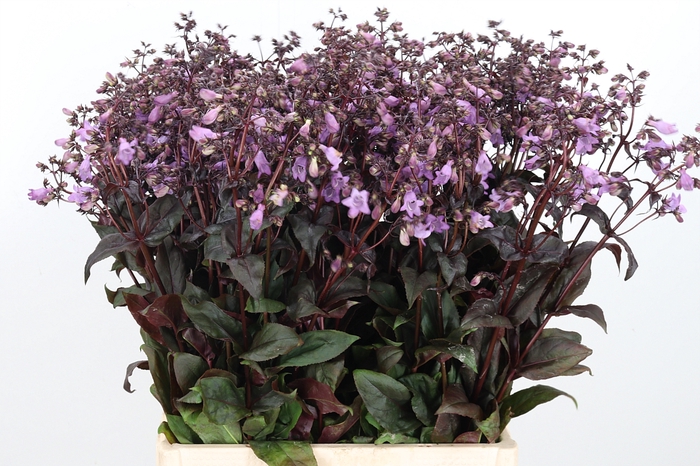 <h4>Penstemon Overig</h4>