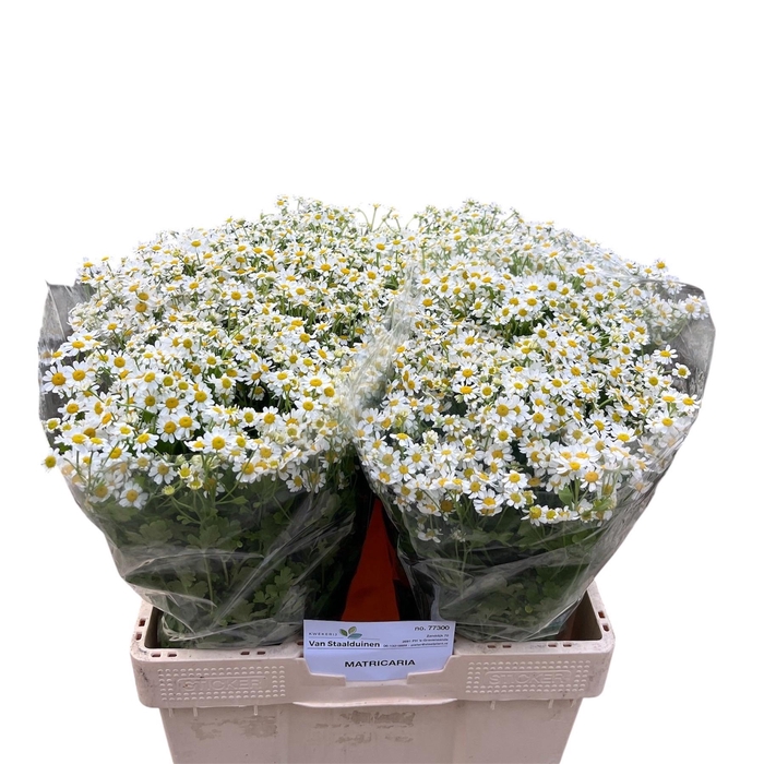 <h4>TANA PA CAMERON</h4>