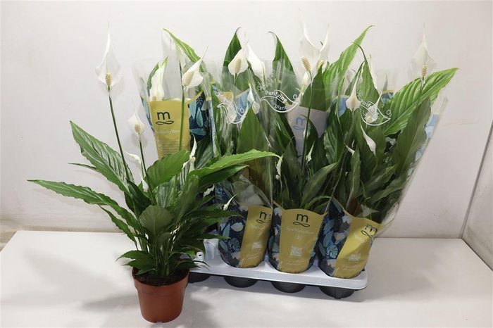 <h4>Spath Sweet Chico</h4>