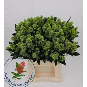 SKIMMIA MIX