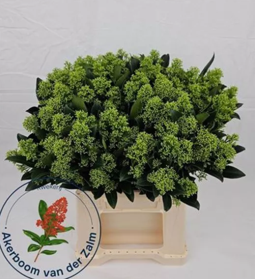 <h4>SKIMMIA MIX</h4>