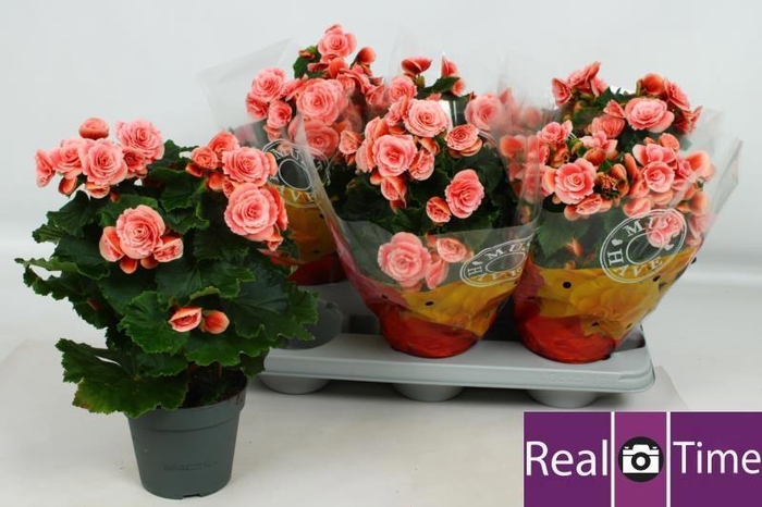 <h4>BEG DU BORIAS</h4>