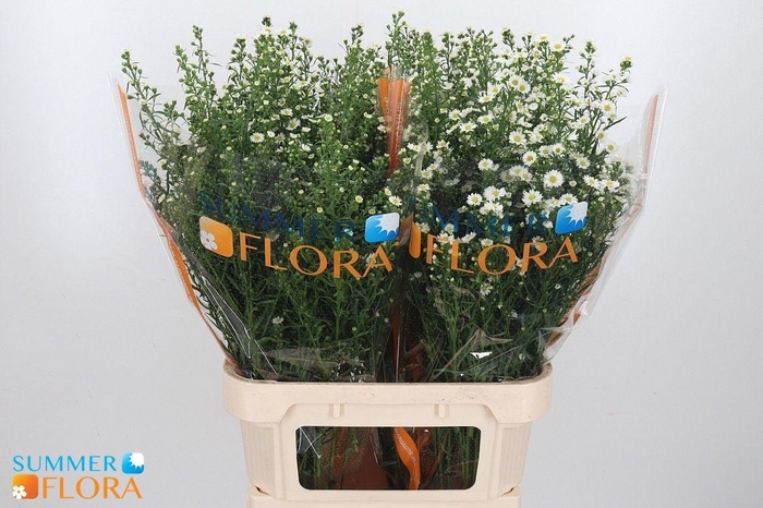 <h4>AST PAQUITA</h4>