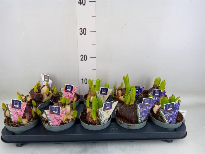 <h4>Hyacinthus orie. 'Multifl' ..mix 3</h4>