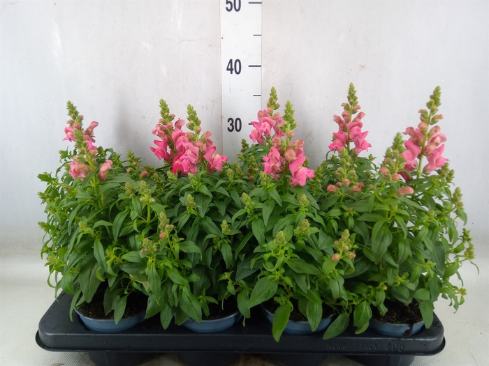 <h4>Antirrhinum majus   ...</h4>