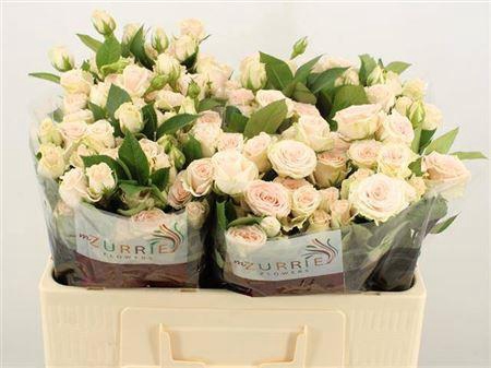 <h4>R Tr Sulawesi!</h4>