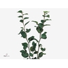 FAGUS BEUK 250GR