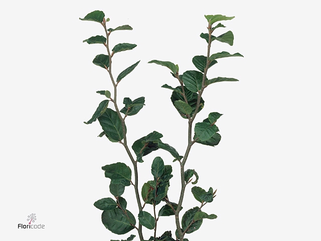 FAGUS BEUK 250GR