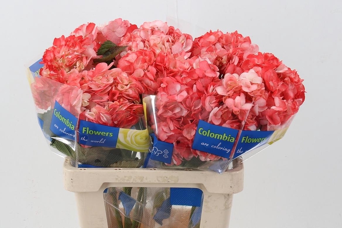 <h4>Hydr Malabec</h4>