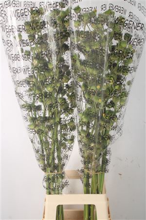 <h4>Lavatera Ov Seeds</h4>