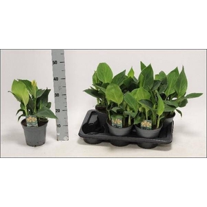 CANNA TENERIFE