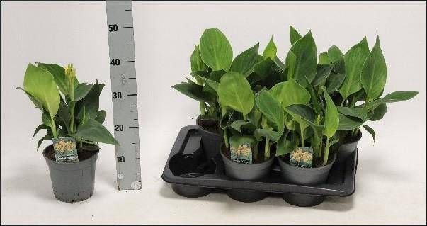 <h4>CANNA TENERIFE</h4>