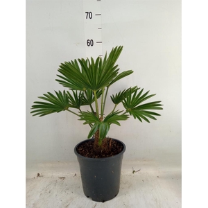 Trachycarpus wagnerianus