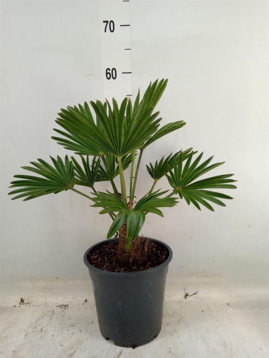 <h4>Trachycarpus wagnerianus</h4>