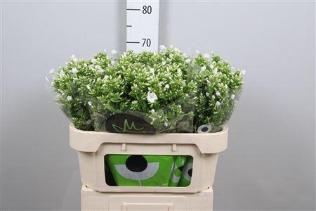 <h4>Phlox panic. 'Icecap'</h4>