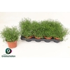 Gyps Muralis Gem Pot