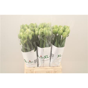 Tu Fr Du White Mountain