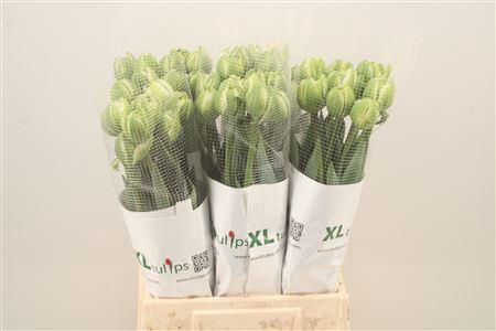 <h4>Tu Fr Du White Mountain</h4>