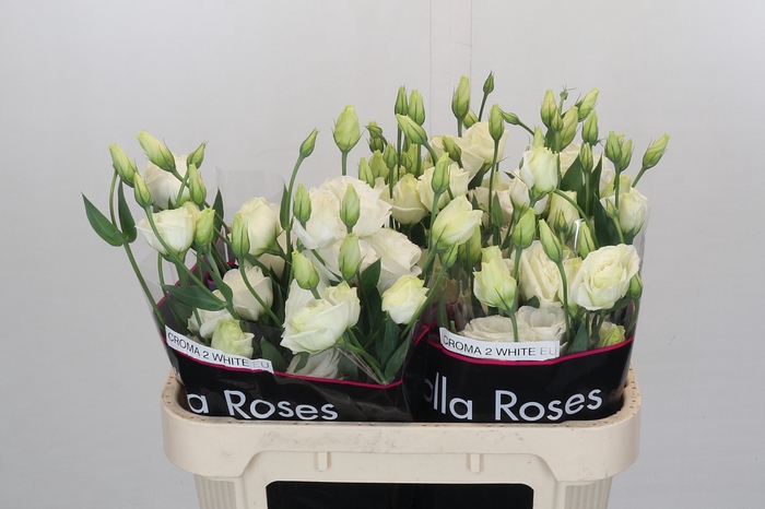 <h4>Eustoma Du Croma White</h4>