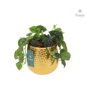 Pot Indian metaal goudkleurig Large met Scindapsus