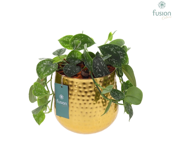 <h4>Pot Indian metaal goudkleurig Large met Scindapsus</h4>