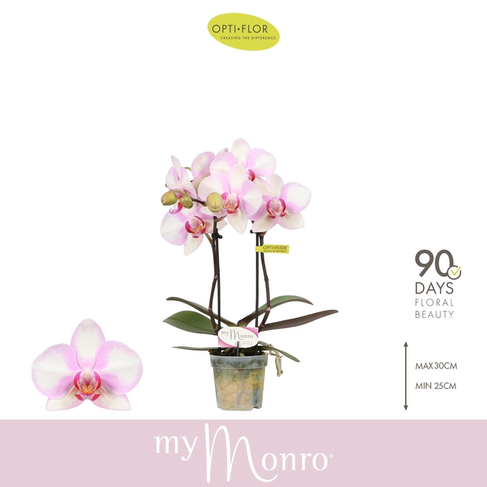 <h4>MyMonro Make-up 2 spike</h4>