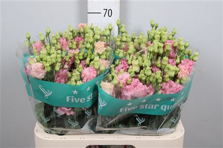 <h4>Eus G Alissa Pink</h4>