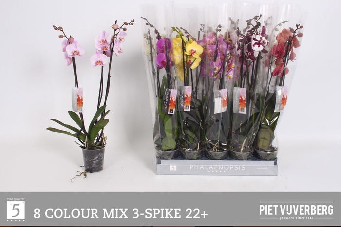 <h4>PHAL GEM 8 KL</h4>