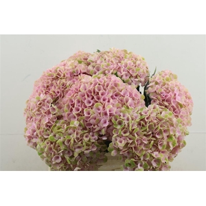 Hydr M Revolution Pink 40-16
