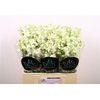 Delph En Be An White 60cm